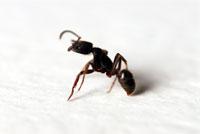 Carpenter Ant Control
